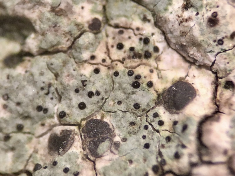 Endococcus Lichen photo 2