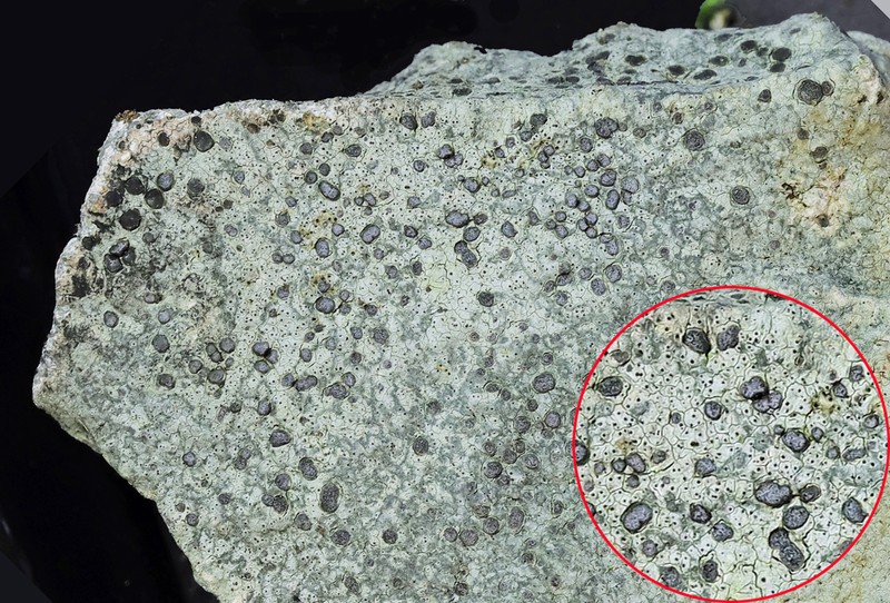 Endococcus Lichen photo 2