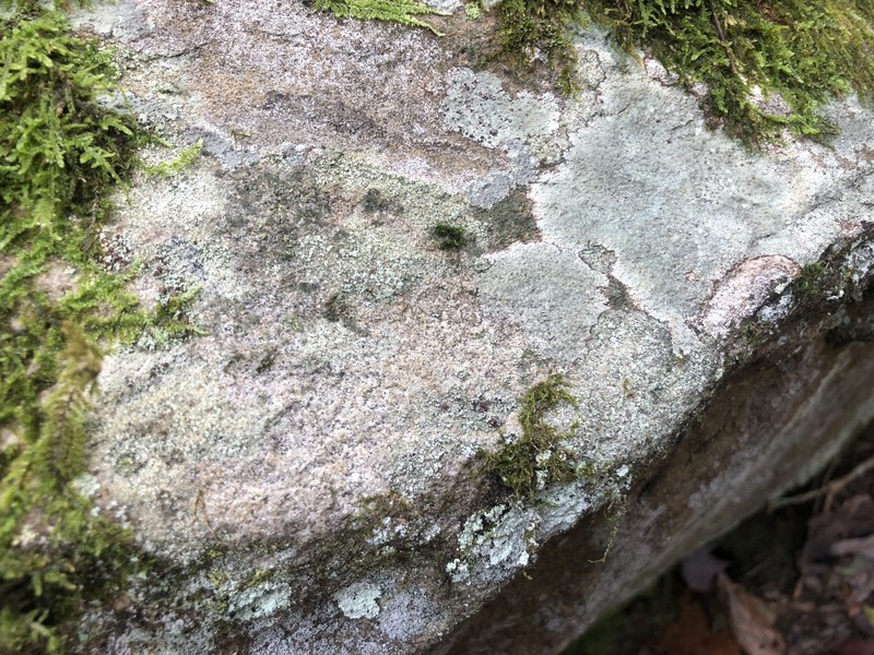 Endococcus Lichen