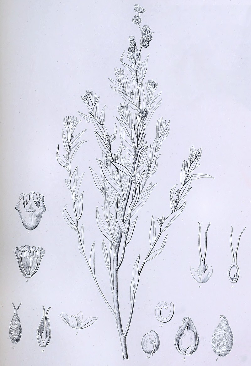 Suckley's Endolepis photo 3