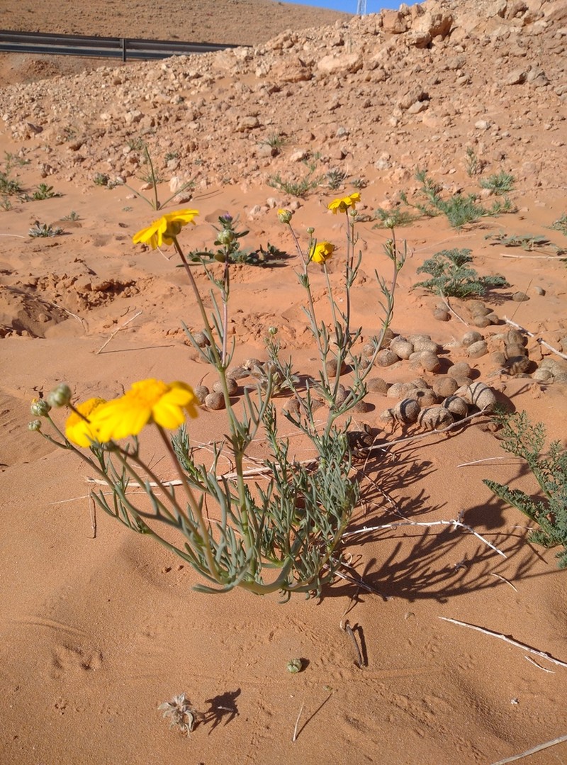 Endopappus macrocarpus photo 3