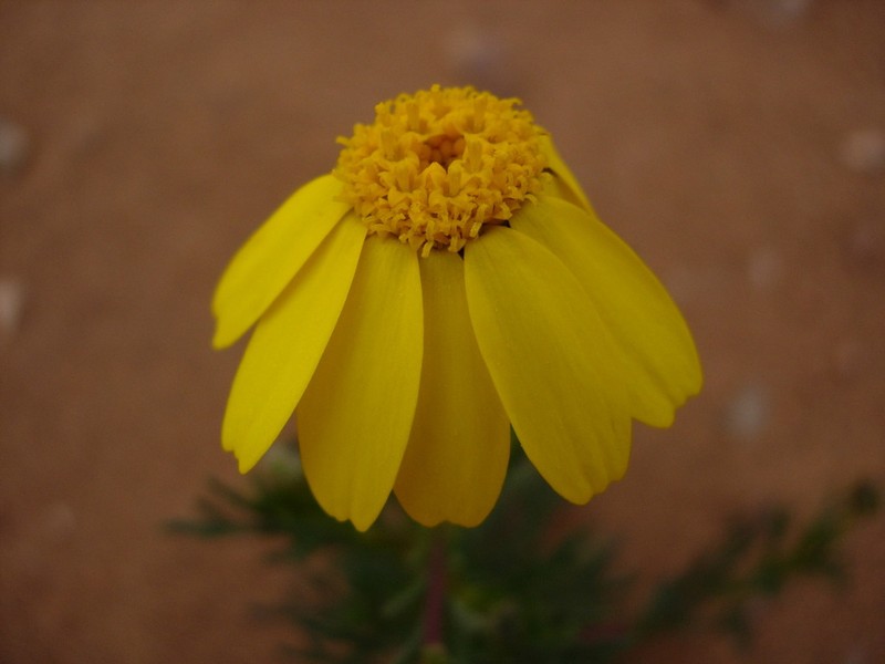 Endopappus macrocarpus photo 4