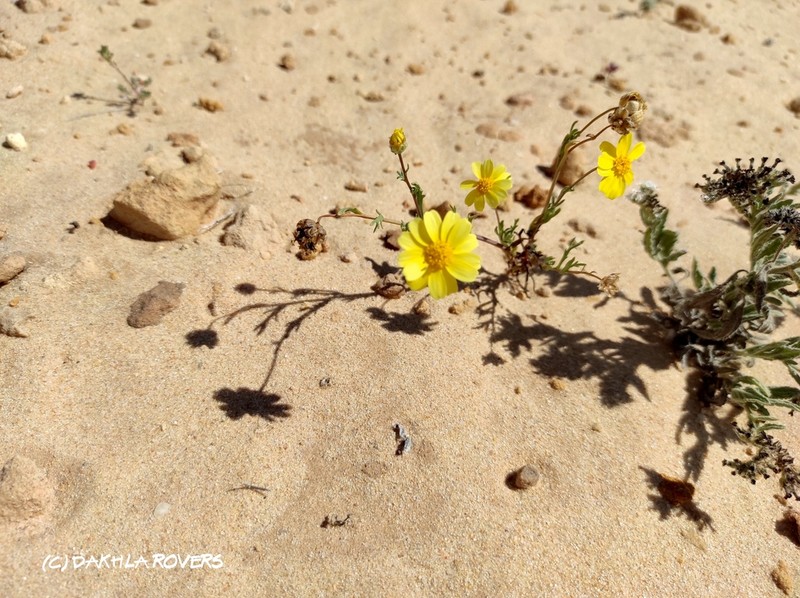 Endopappus macrocarpus photo 6