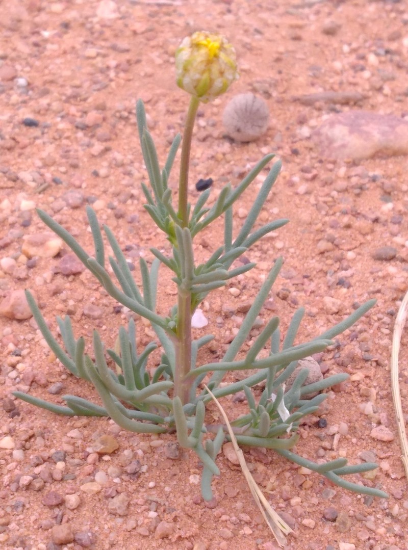 Endopappus macrocarpus photo 7