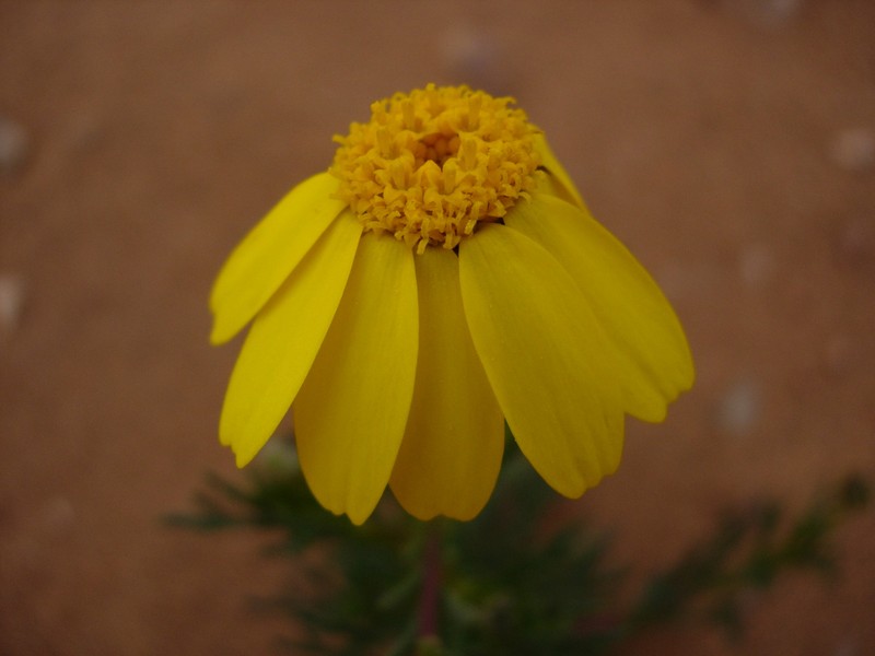 Endopappus macrocarpus var. aureus