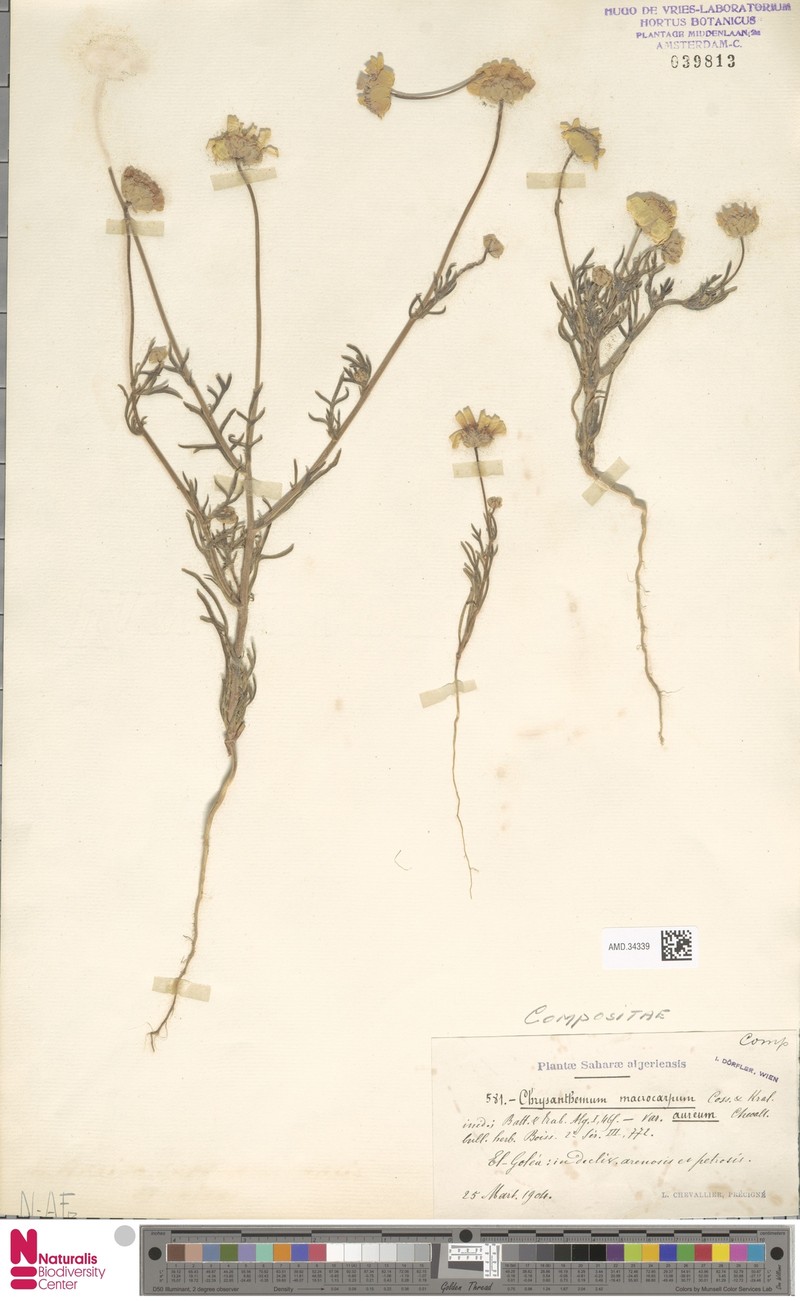Endopappus macrocarpus var. aureus photo 2