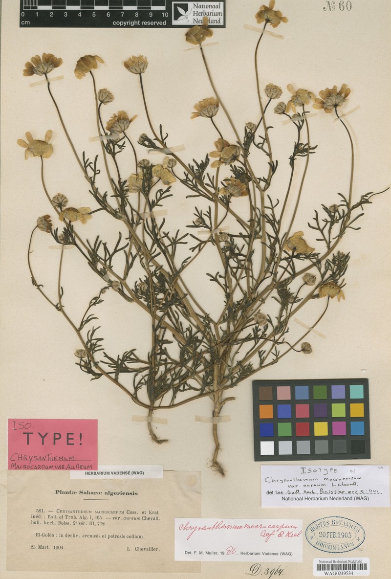 Endopappus macrocarpus var. aureus photo 3