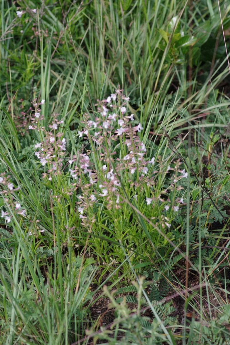 Endostemon palustris
