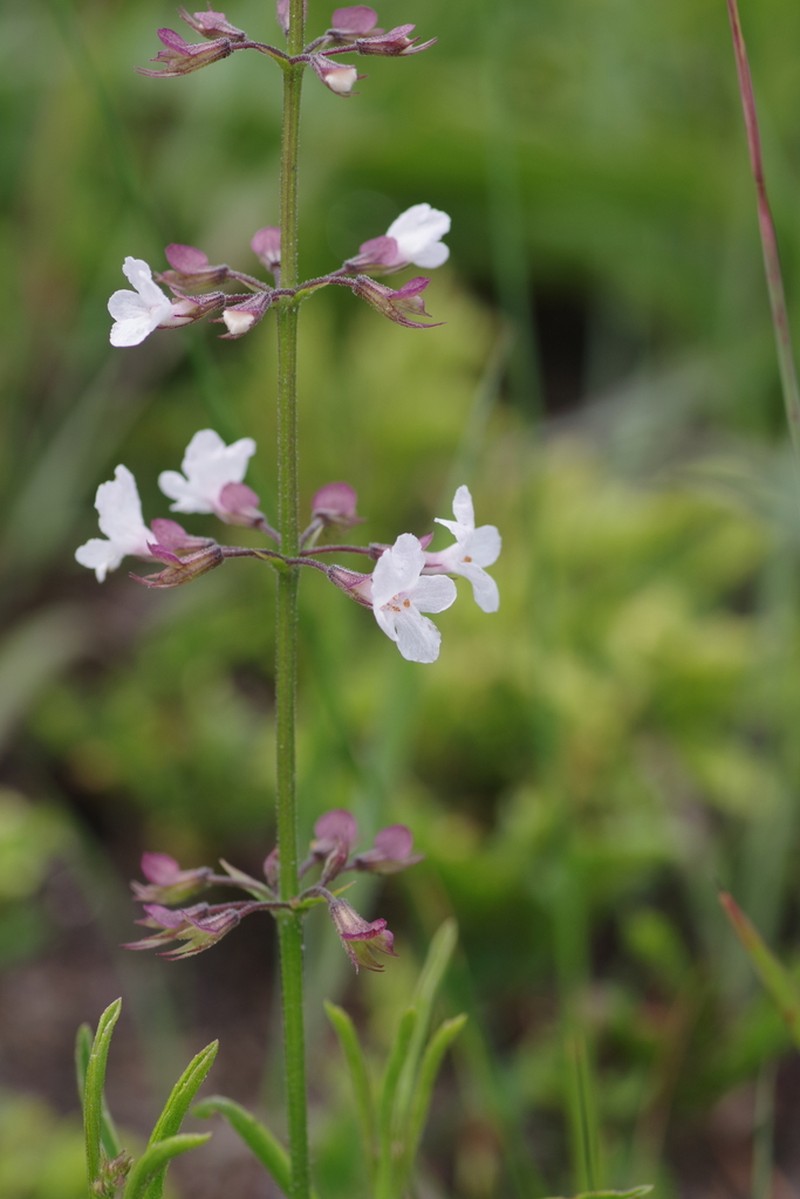 Endostemon palustris photo 2
