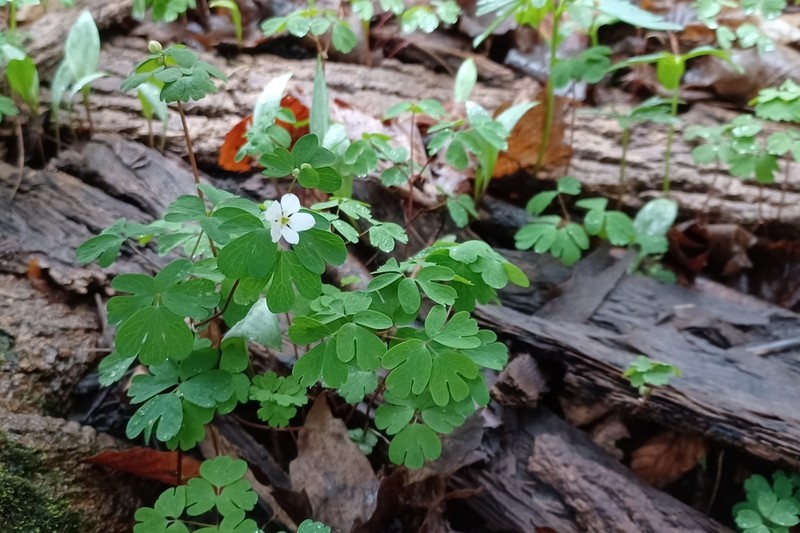 Eastern False Rue Anemone