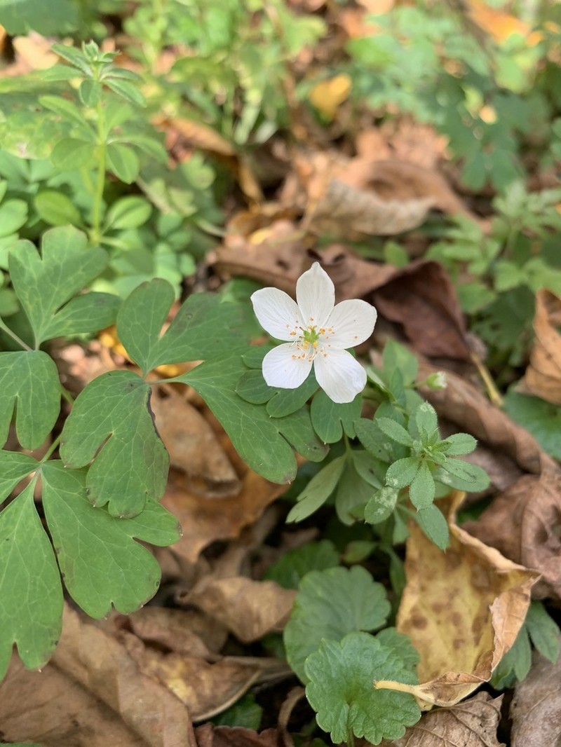 Eastern False Rue Anemone photo 2