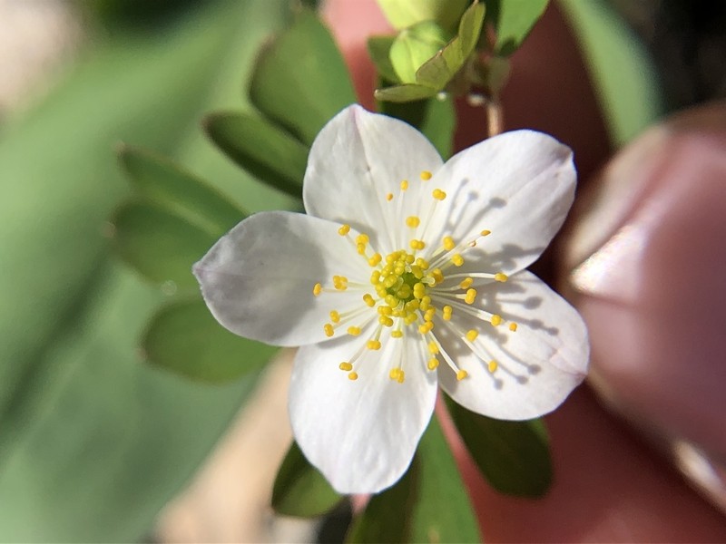 Eastern False Rue Anemone photo 3