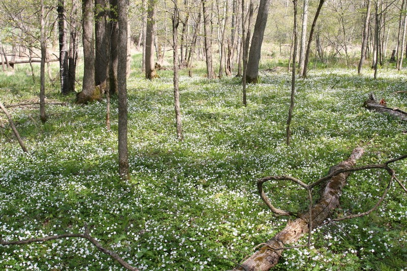 Eastern False Rue Anemone photo 4