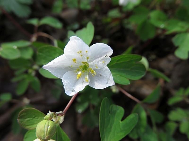 Eastern False Rue Anemone photo 5