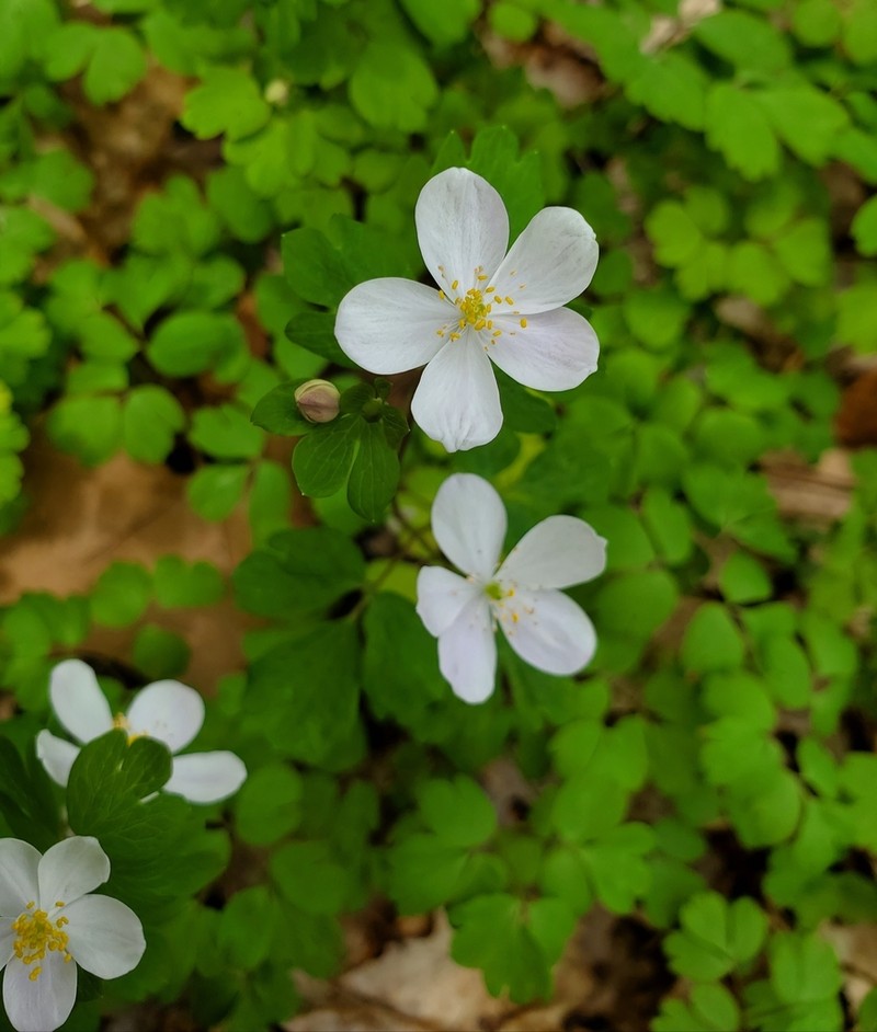Eastern False Rue Anemone photo 6