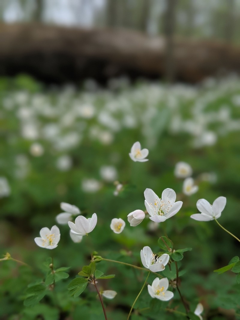 Eastern False Rue Anemone photo 7