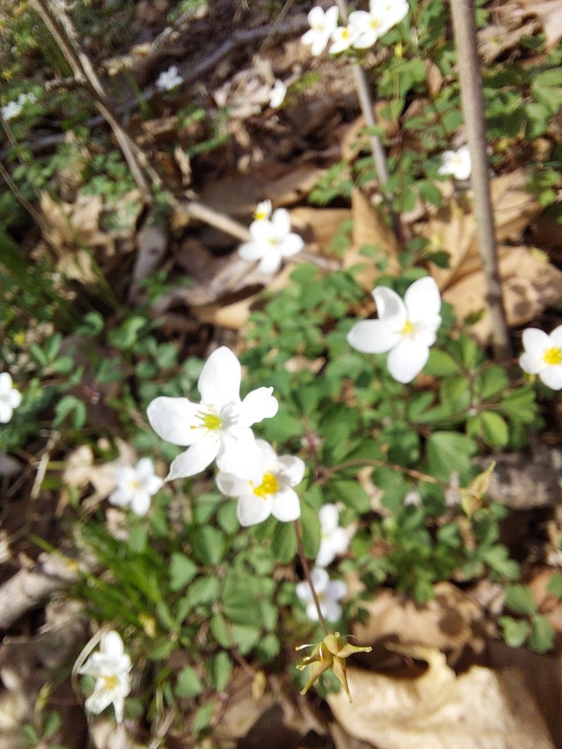 Eastern False Rue Anemone photo 8