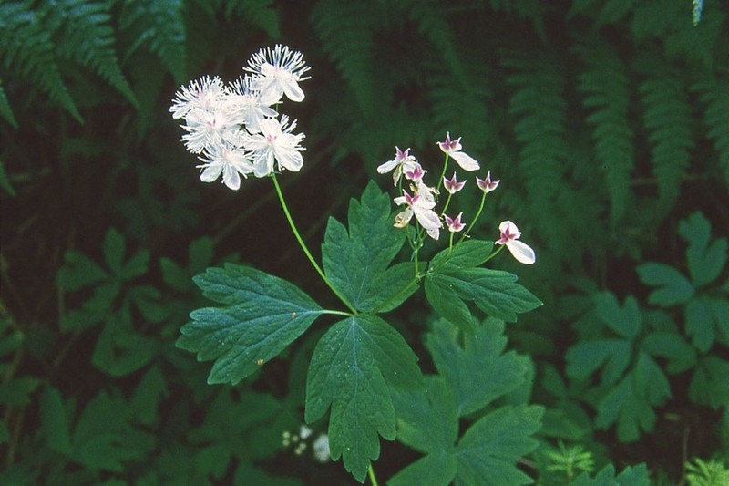 Willamette False Rue Anemone