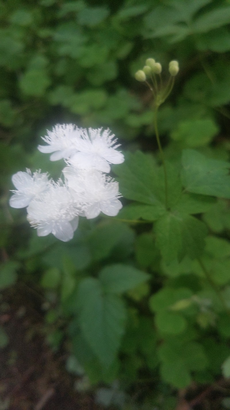 Willamette False Rue Anemone photo 2