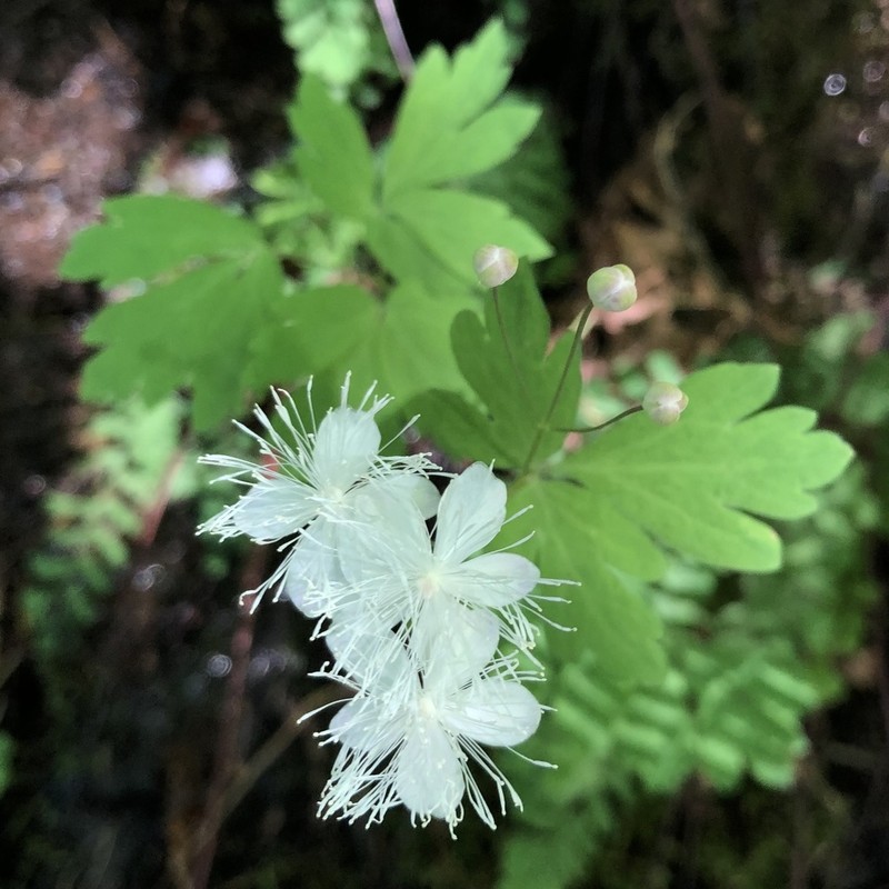 Willamette False Rue Anemone photo 3