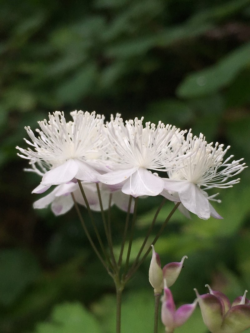Willamette False Rue Anemone photo 4