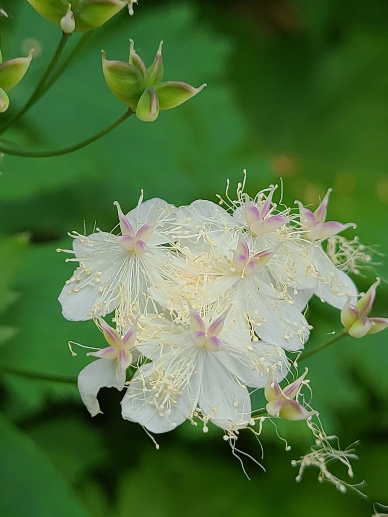 Willamette False Rue Anemone photo 5