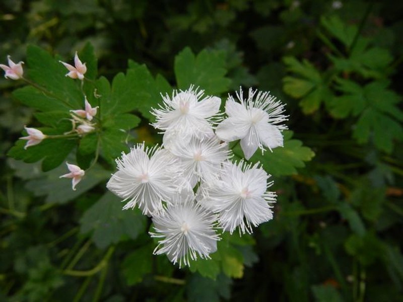 Willamette False Rue Anemone photo 6