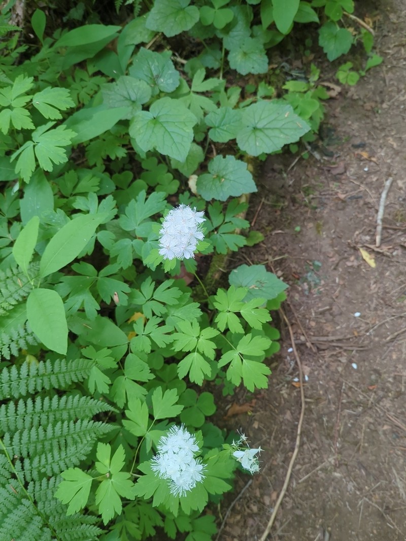 Willamette False Rue Anemone photo 8
