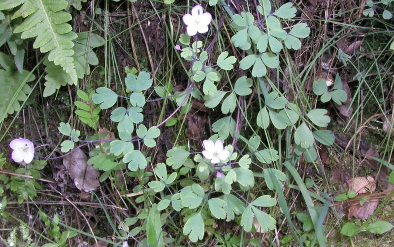 Western False Rue Anemone