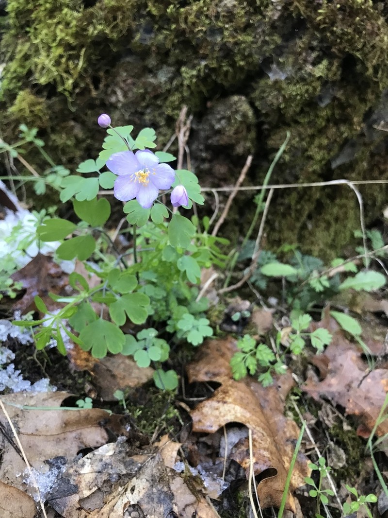 Western False Rue Anemone