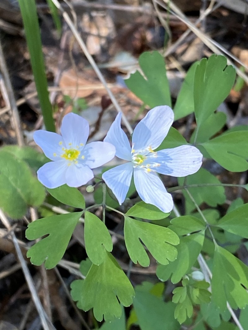 Western False Rue Anemone photo 2