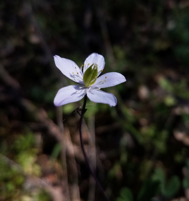Western False Rue Anemone photo 3