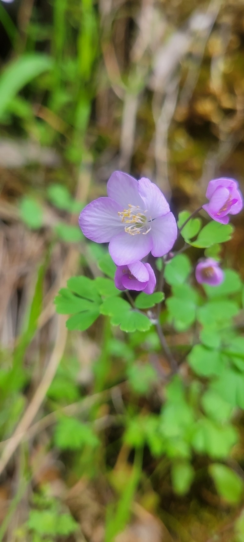 Western False Rue Anemone photo 4