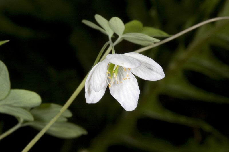 Western False Rue Anemone photo 5