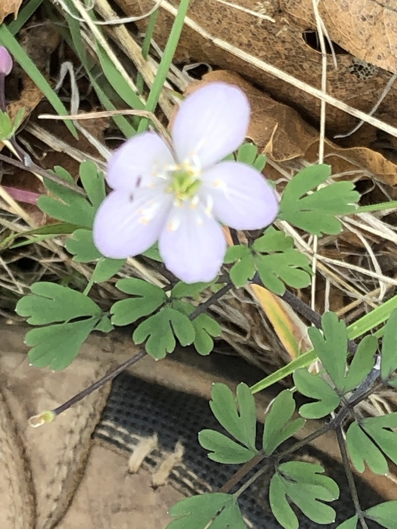 Western False Rue Anemone photo 6