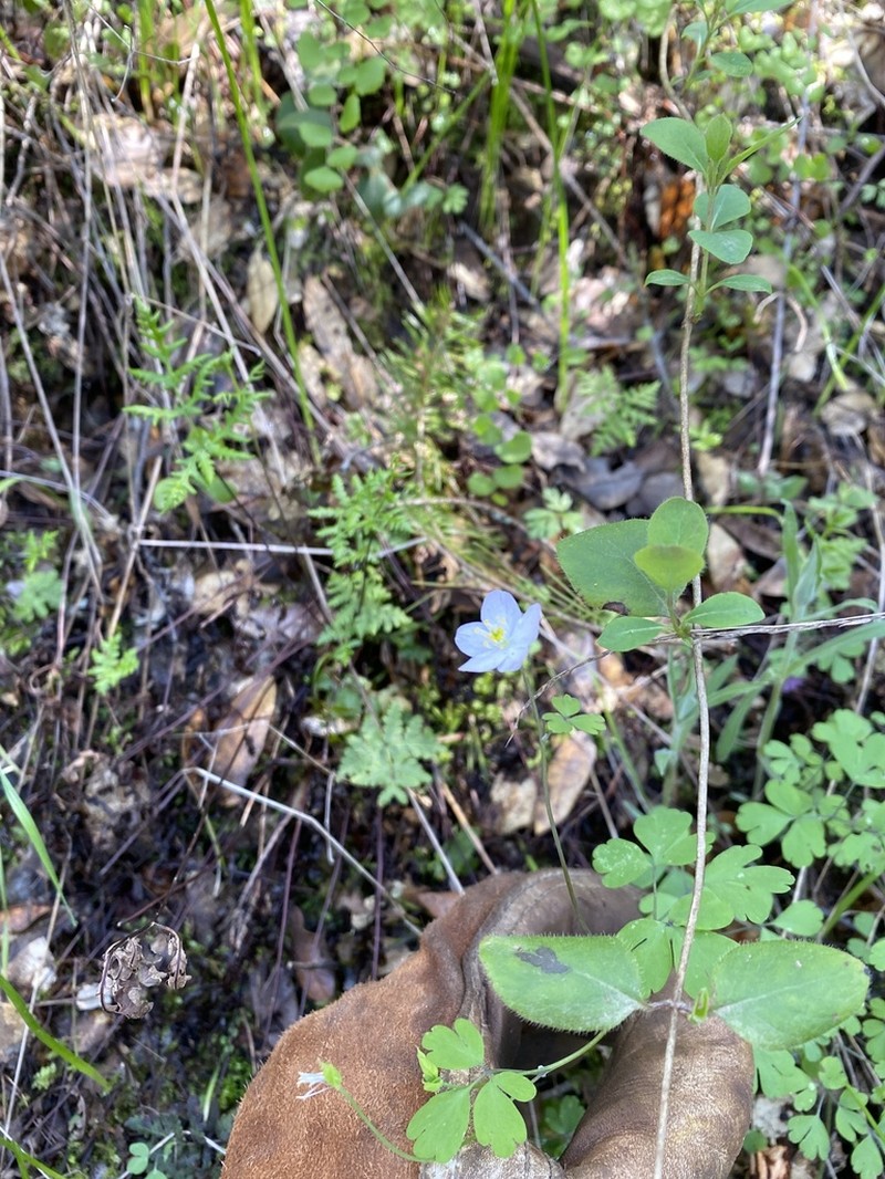 Western False Rue Anemone photo 7