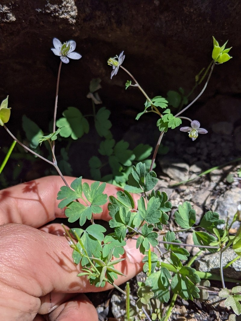 Western False Rue Anemone photo 8