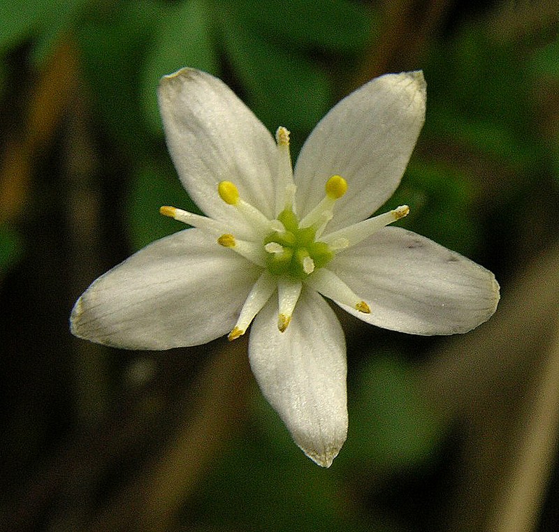 Siskiyou False Rue Anemone