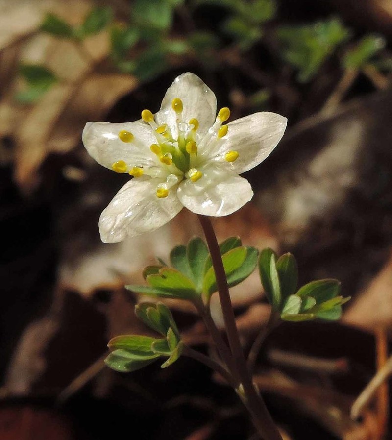 Siskiyou False Rue Anemone photo 2