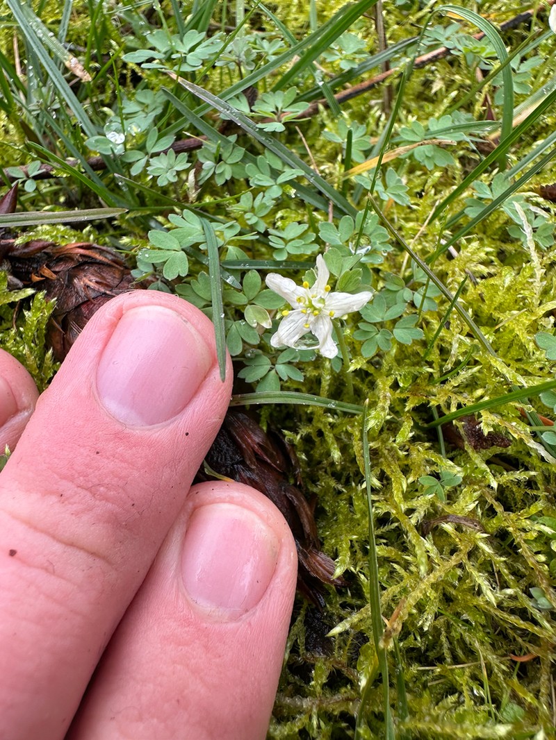 Siskiyou False Rue Anemone photo 3