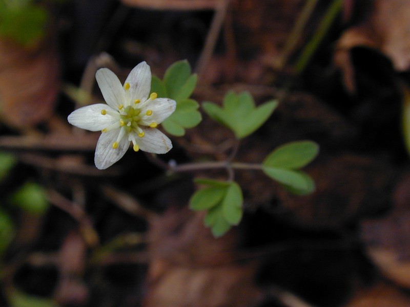 Siskiyou False Rue Anemone photo 4
