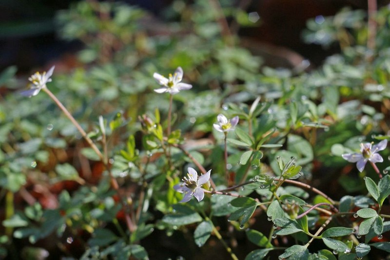 Siskiyou False Rue Anemone photo 5