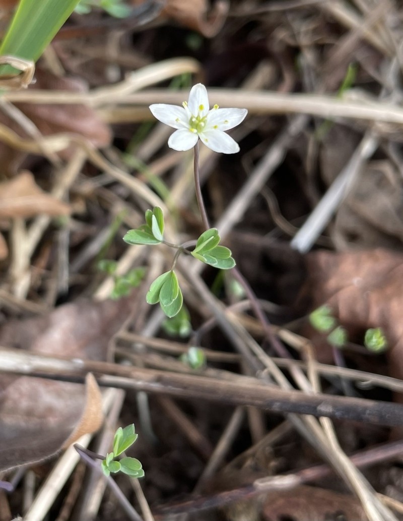 Siskiyou False Rue Anemone photo 6