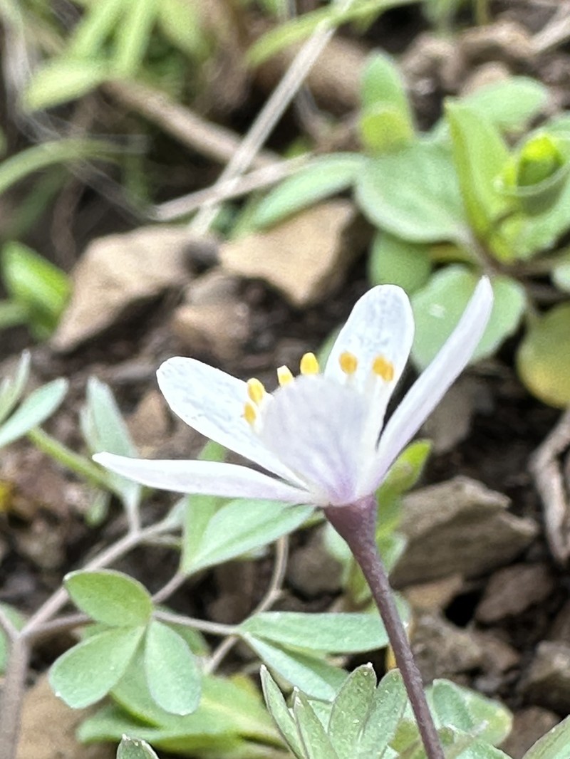 Siskiyou False Rue Anemone photo 7