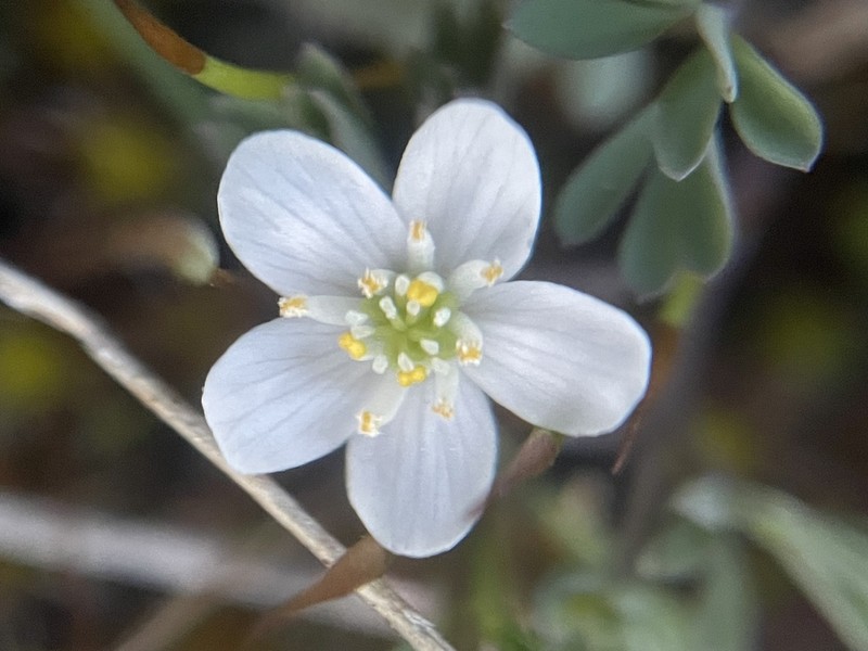 Siskiyou False Rue Anemone photo 8