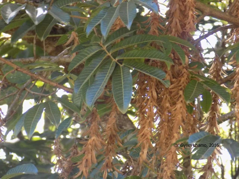 Engelhardia spicata var. spicata