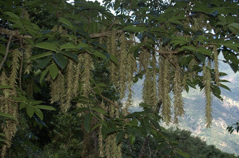 Engelhardia spicata var. spicata photo 2