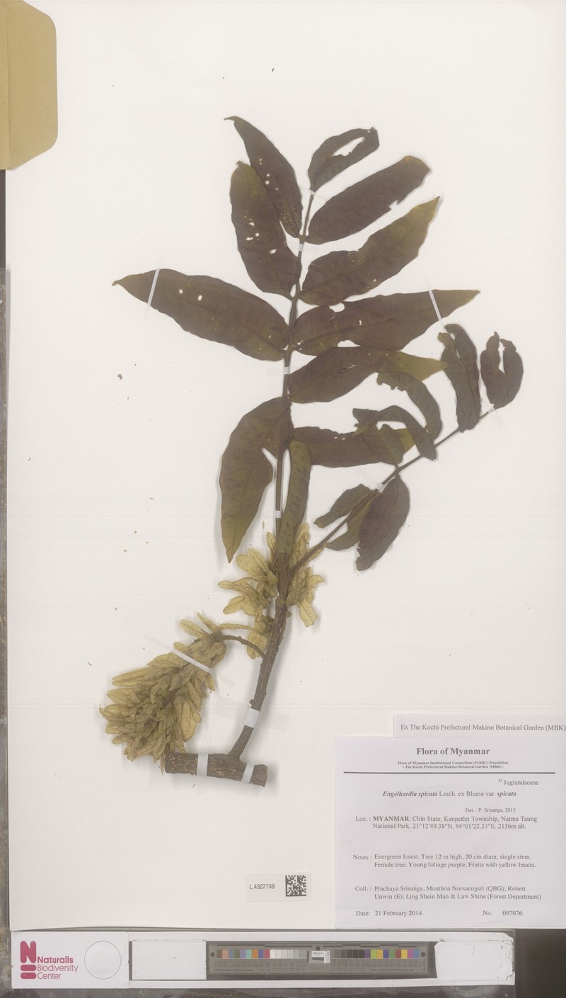 Engelhardia spicata var. spicata photo 3
