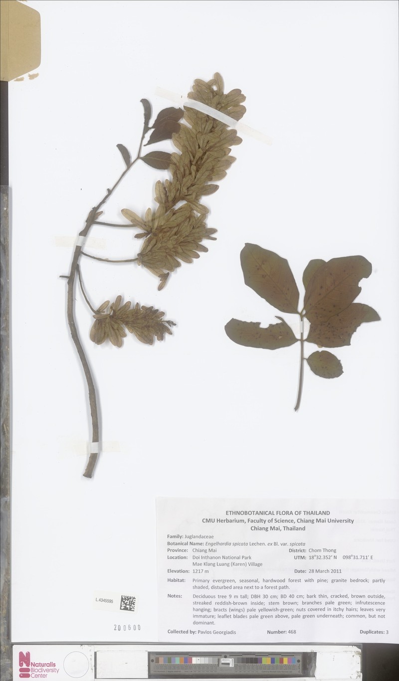 Engelhardia spicata var. spicata photo 4