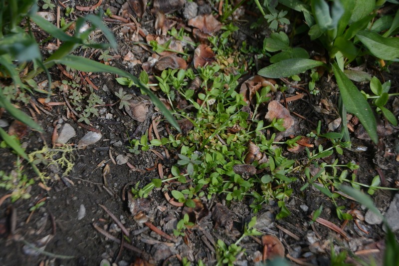 Rocky Mountain Chickweed